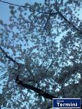 ひとこと写真